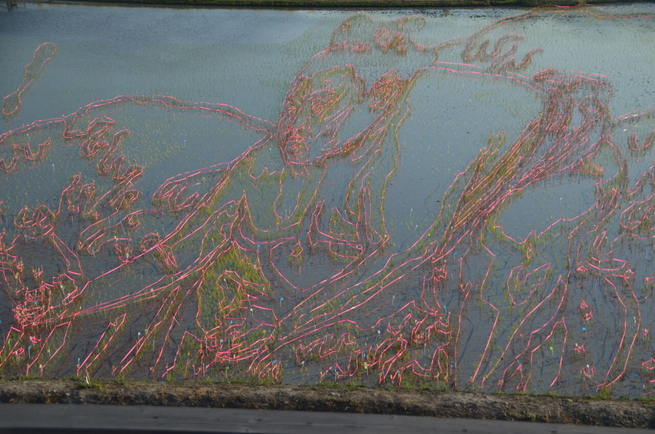 田圃アート御嶽海関のモチーフ完成 長野県安曇野市在住 Kitazawaのブログ