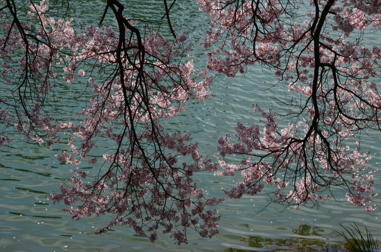 高遠城址公園の桜 六道の堤と桜 長野県安曇野市在住 Kitazawaのブログ 高遠城址公園の桜 六道の堤と桜 長野県安曇野市在住 Kitazawaのブログ
