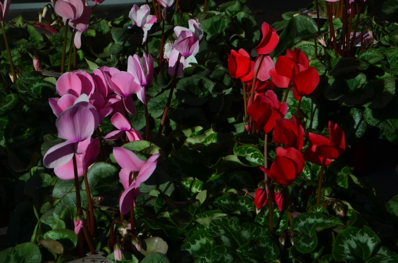 信州大学農学部シクラメン販売とキャンパス見学撮影 長野県安曇野市在住 Kitazawaのブログ