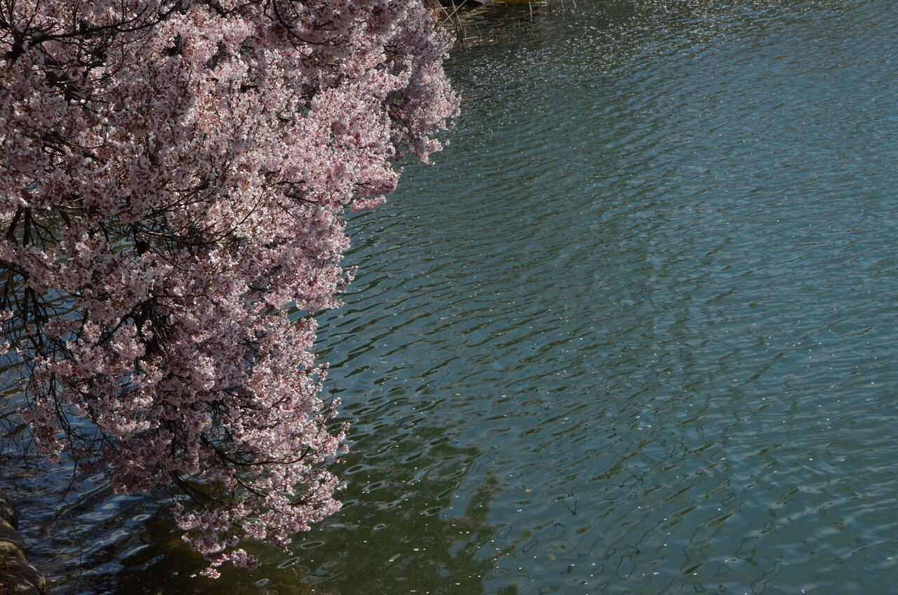 高遠城址公園の桜 六道の堤と桜 長野県安曇野市在住 Kitazawaのブログ 高遠城址公園の桜 六道の堤と桜 長野県安曇野市在住 Kitazawaのブログ