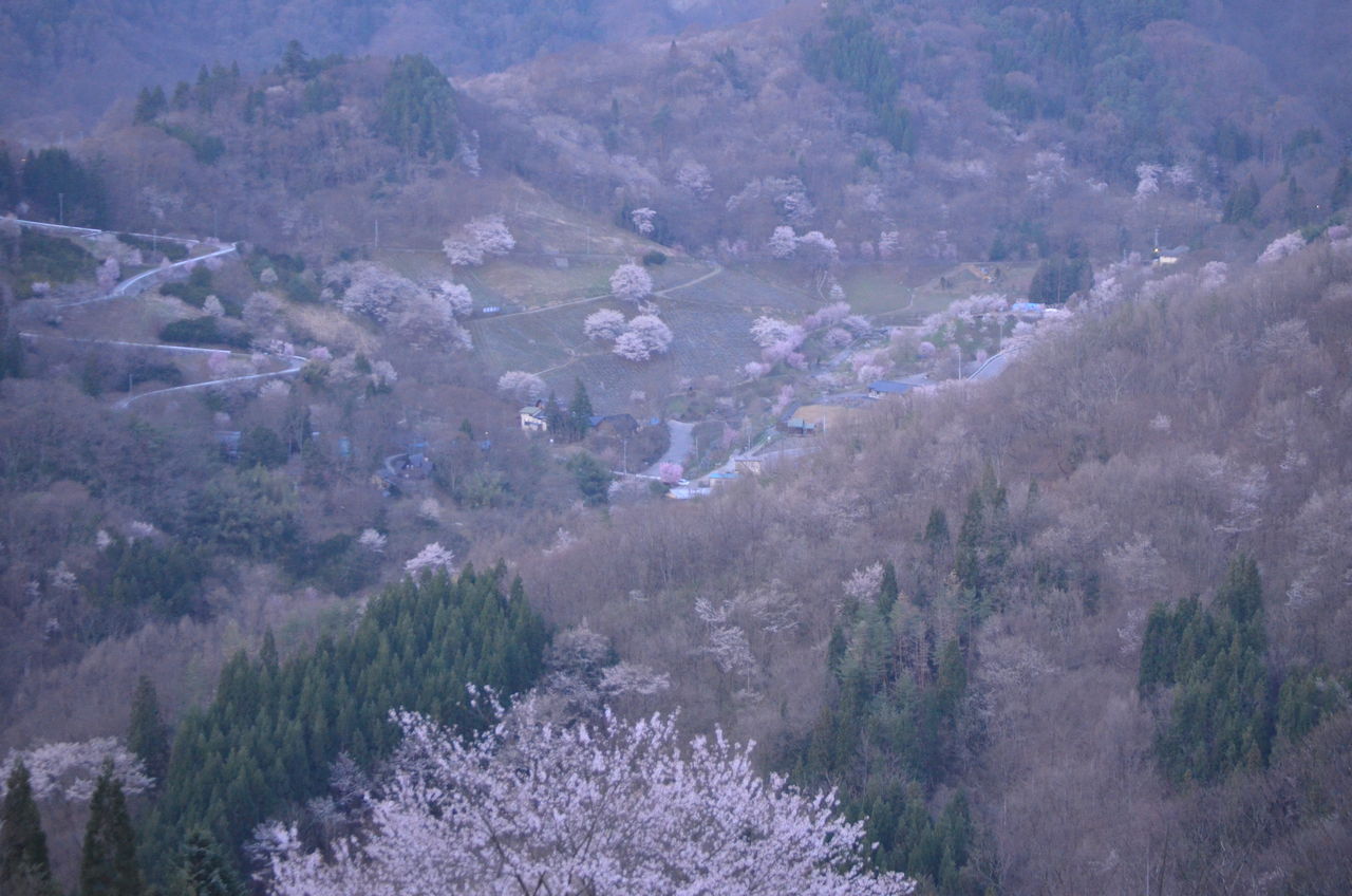 アルペンルート開通 陸郷桜仙峡 長野県安曇野市在住 Kitazawaのブログ