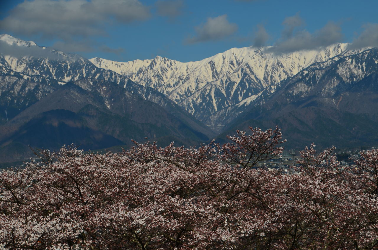 大町霊園の桜と鹿島槍ヶ岳 小川村のベニシダレザクラ開花情報 長野県安曇野市在住 Kitazawaのブログ 大町霊園の桜と鹿島槍ヶ岳 小川村のベニシダレザクラ開花情報 長野県安曇野市在住 Kitazawaのブログ