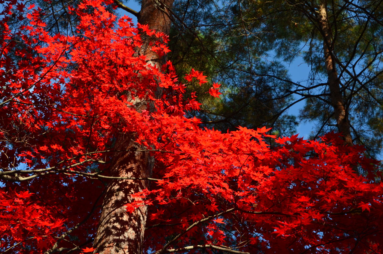 秋人の庭」有明モミジ 秋人の庭」有明モミジ