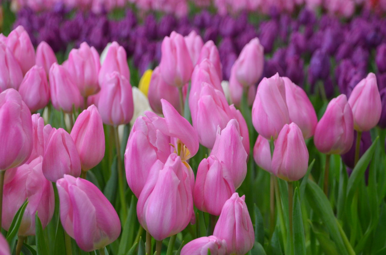 アイスチューリップ開花 貴乃花部屋ホームページ貴ノ岩関 福俵で練ろ 練ろ 長野県安曇野市在住 Kitazawaのブログ