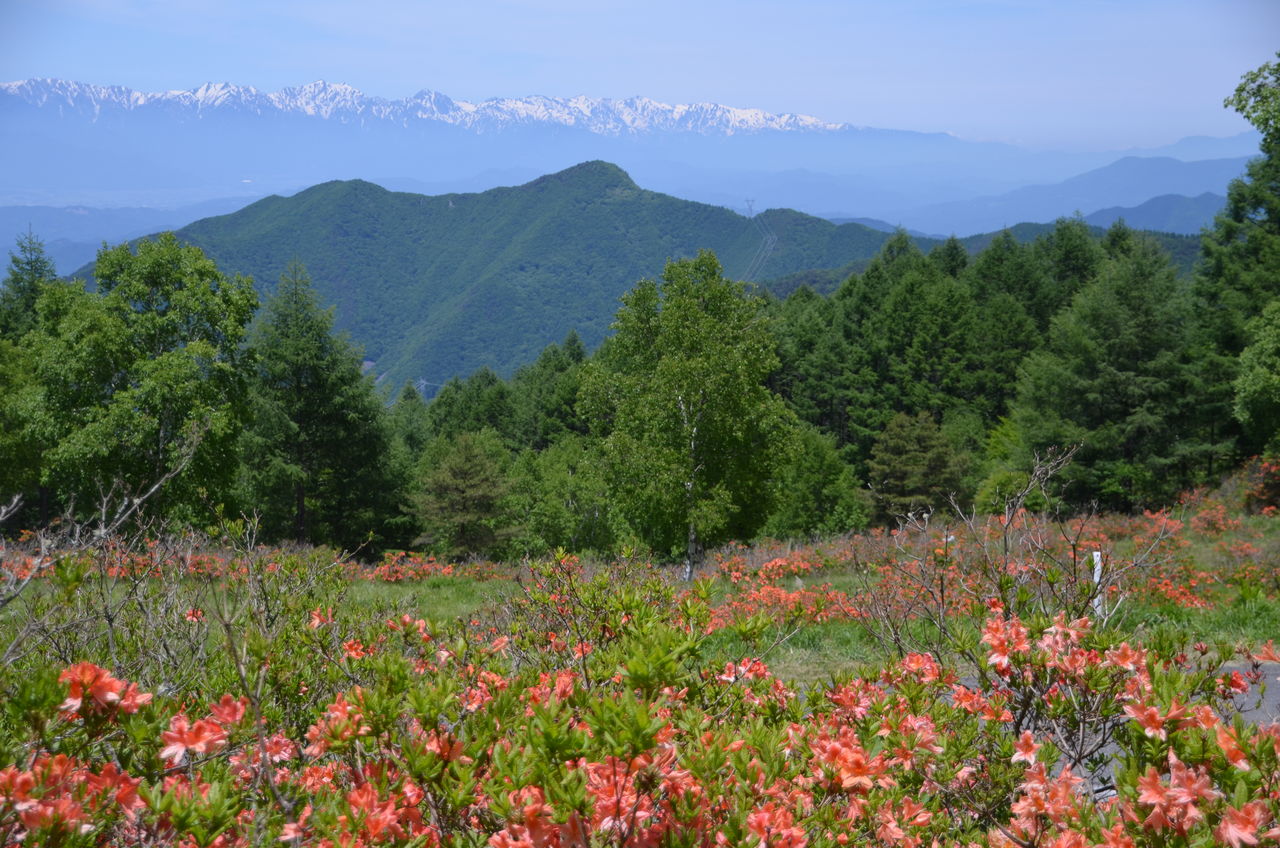 美ヶ原高原のレンゲツツジ ツール ド美ヶ原自転車レース大会 木崎の空き家 長野県安曇野市在住 Kitazawaのブログ
