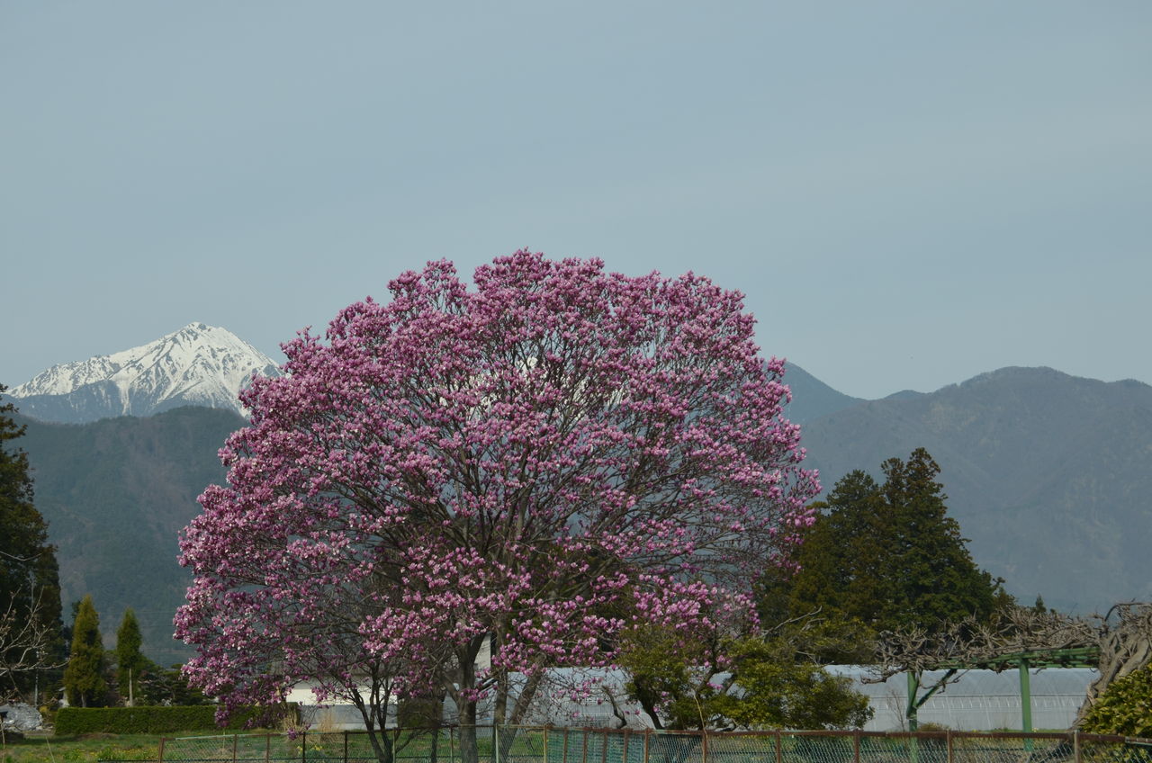 モクレンと常念岳 堀金三田 田多井の桜 国営アルプス公園の枝垂れ桜 陸郷 桜仙峡 長野県安曇野市在住 Kitazawaのブログ モクレンと常念岳 堀金三田 田多井の桜 国営アルプス公園の枝垂れ桜 陸郷 桜仙峡 長野県安曇野市在住 Kitazawaのブログ