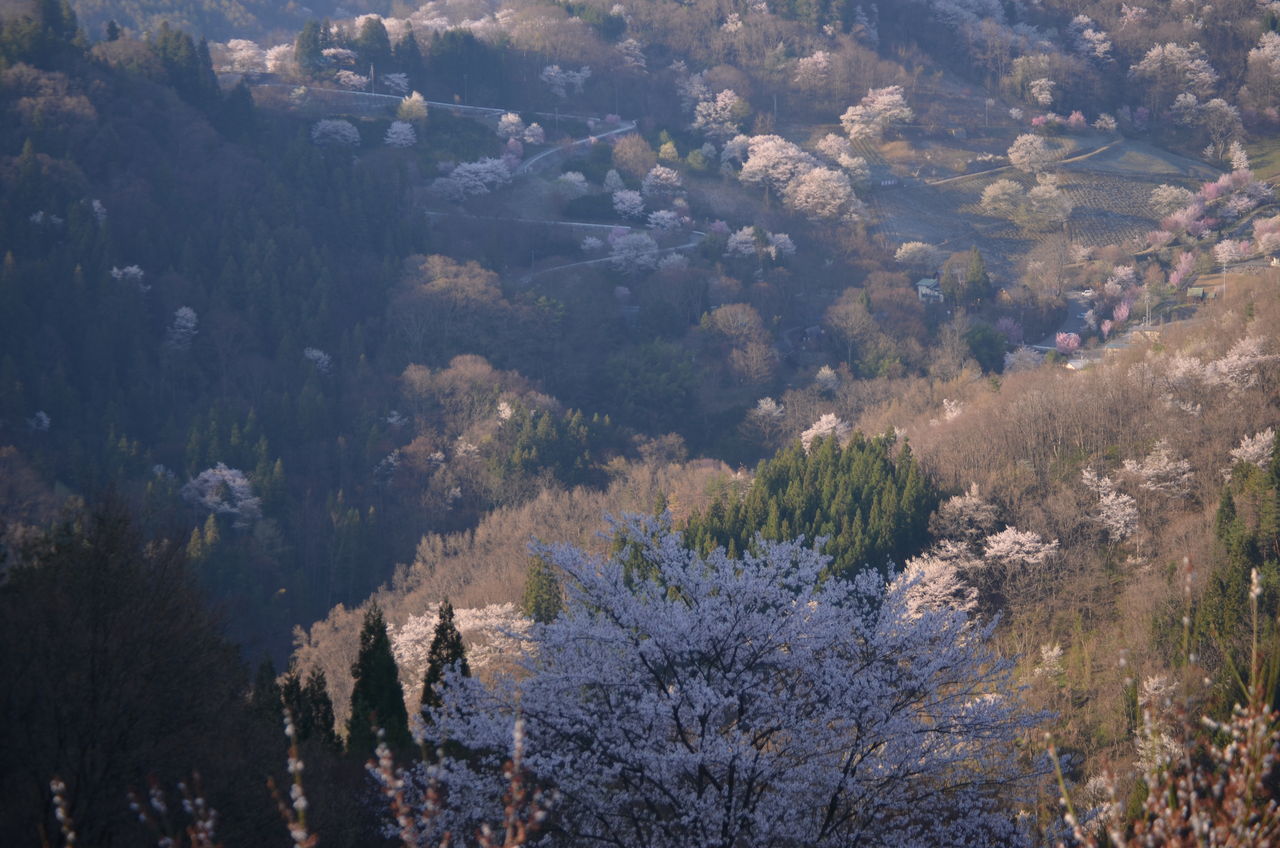 東の陸郷桜 田圃の代掻き 長野県安曇野市在住 Kitazawaのブログ 東の陸郷桜 田圃の代掻き 長野県安曇野市在住 Kitazawaのブログ