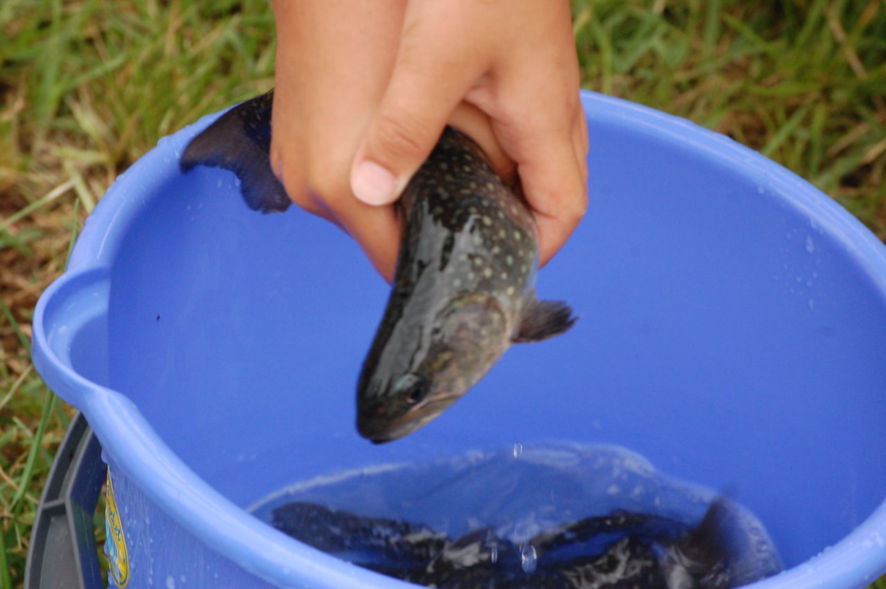 大町市内の水路に岩魚放流 まつもと空港 長野県安曇野市在住 Kitazawaのブログ
