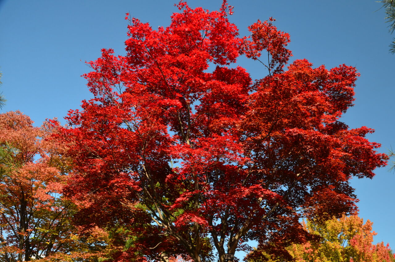 やしろ公園のノムラモミジ紅葉 穂高人形飾り物 長野県安曇野市在住 Kitazawaのブログ