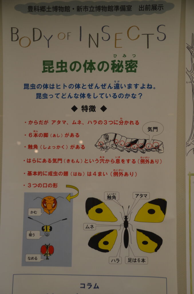 昆虫類の説明と蝶の標本 書道パフォーマンスを行なった場面 長野県安曇野市在住 Kitazawaのブログ