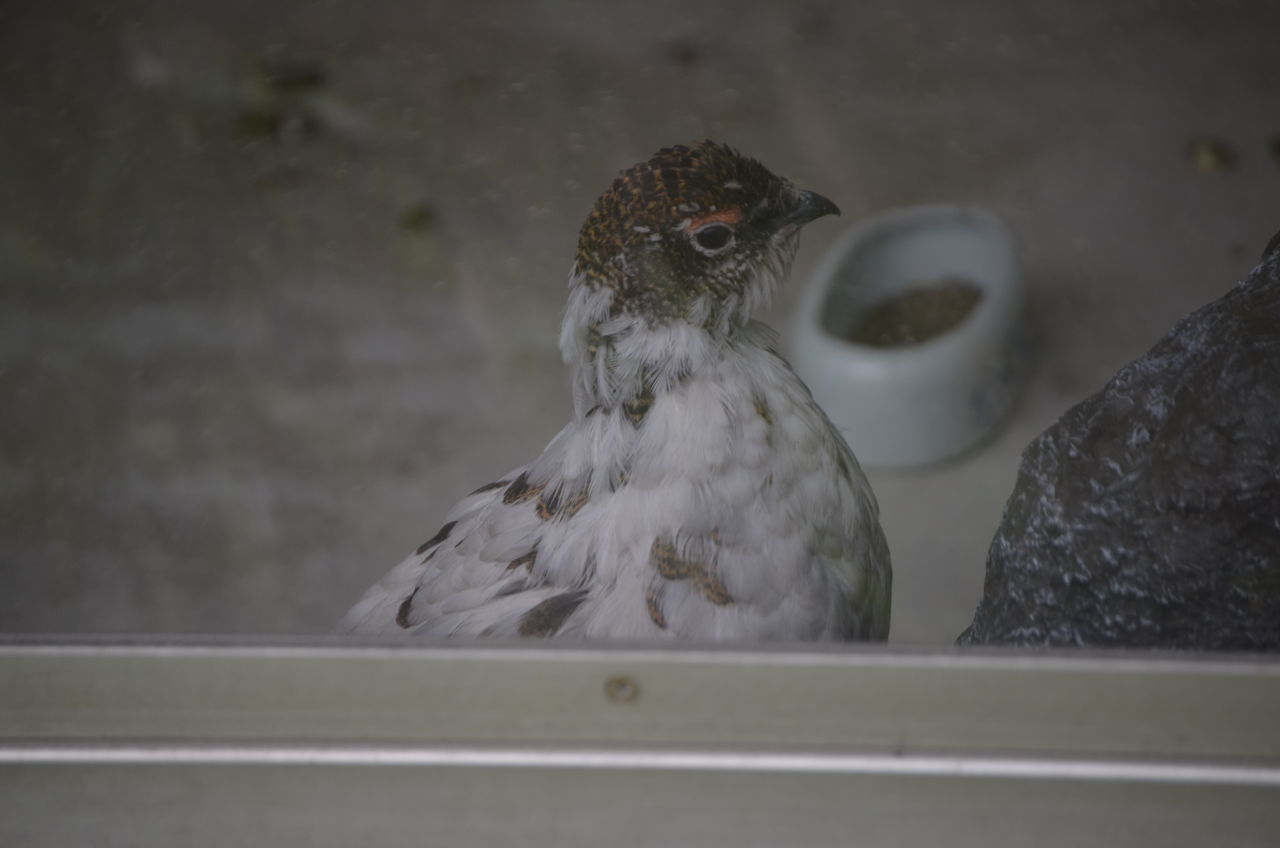 鷹狩山展望公園の雨粒付きのササユリ スバールバルライチョウ 長野県安曇野市在住 Kitazawaのブログ