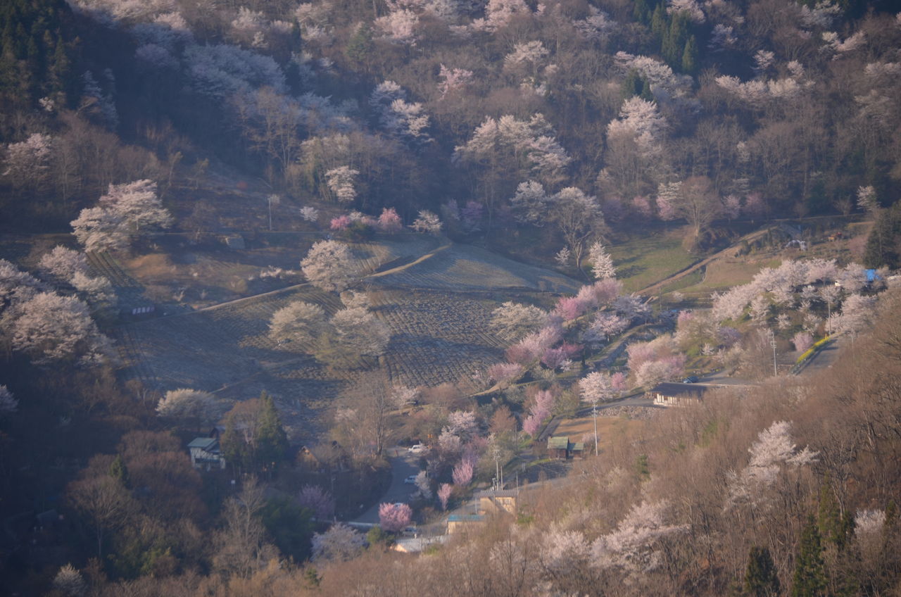 東の陸郷桜 田圃の代掻き 長野県安曇野市在住 Kitazawaのブログ 東の陸郷桜 田圃の代掻き 長野県安曇野市在住 Kitazawaのブログ