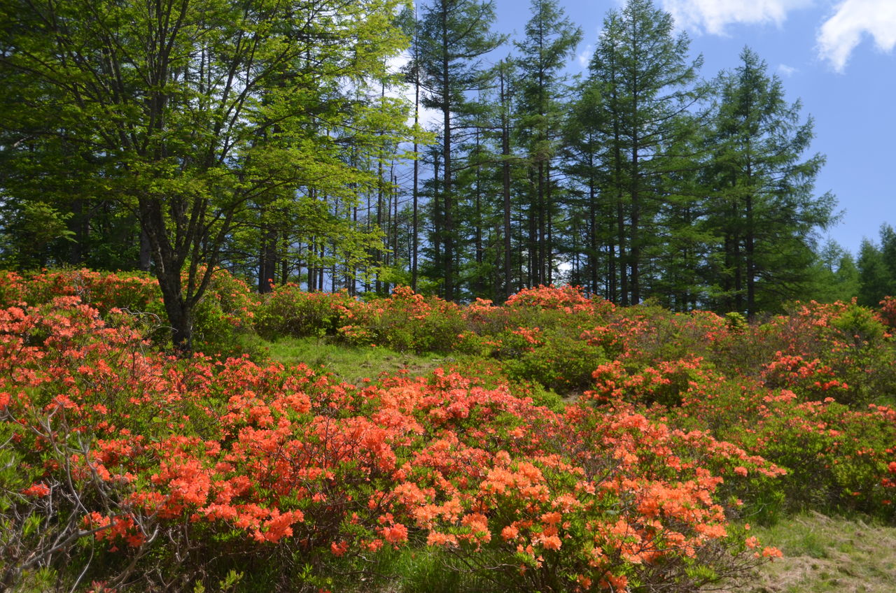 美ヶ原高原のレンゲツツジ開花 ヒメシャガ 長野県安曇野市在住 Kitazawaのブログ