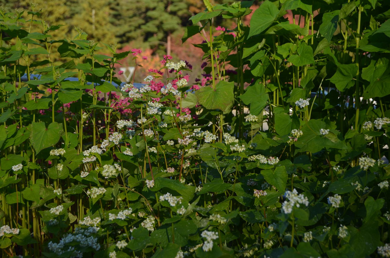 赤ソバ 霊松寺 高瀬の紅葉 長野県安曇野市在住 Kitazawaのブログ