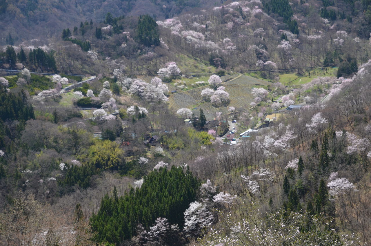 池田町陸郷桜仙峡の山桜 大町市須沼の一本桜満開 長野県安曇野市在住 Kitazawaのブログ 池田町陸郷桜仙峡の山桜 大町市須沼の一本桜満開 長野県安曇野市在住 Kitazawaのブログ