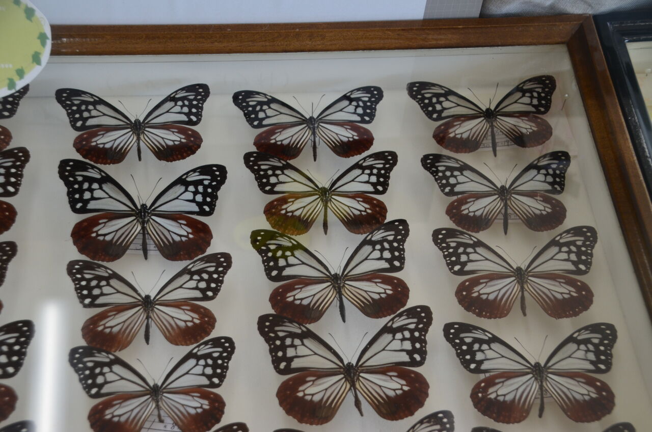 蝶 標本展示会、ニホンカモシカ静止ポーズ、騎手抱っこし。 : 長野県