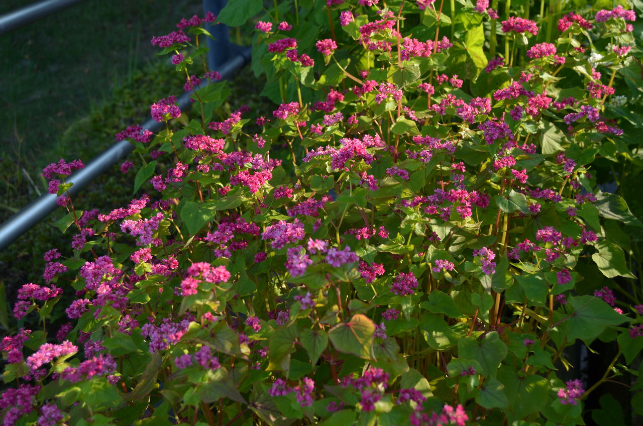 赤ソバ 霊松寺 高瀬の紅葉 長野県安曇野市在住 Kitazawaのブログ