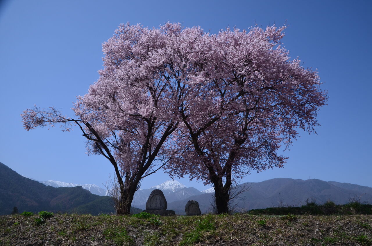 常念道祖神の桜満開 安養寺の枝垂れ桜五分咲き 鳳来山正麟寺の桜が開花 百楽桜が満開 万水川のソメイヨシノ三分咲き 長野県安曇野市在住 Kitazawaのブログ