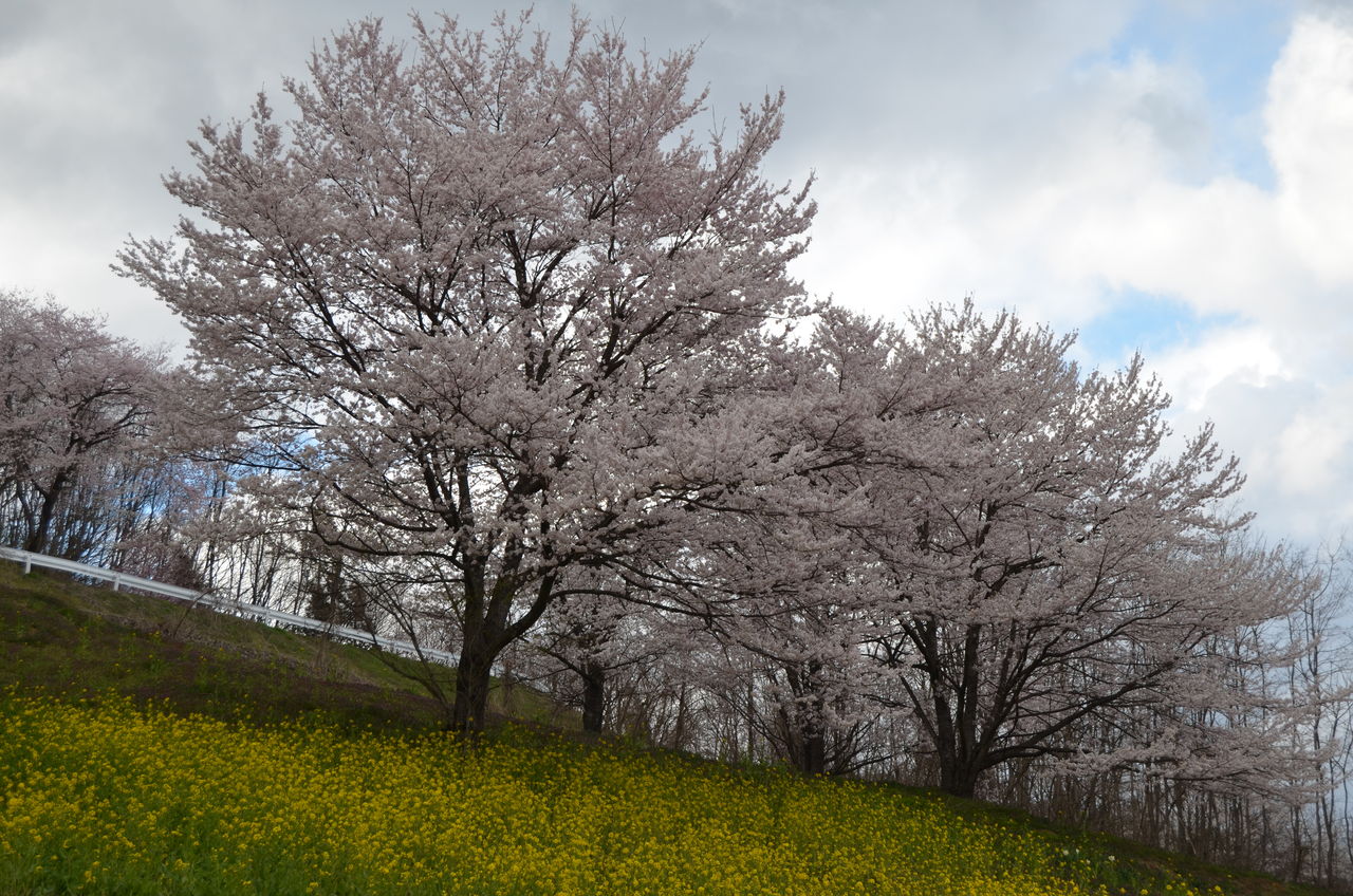 東の陸郷桜 六道の堤 長野県安曇野市在住 Kitazawaのブログ 東の陸郷桜 六道の堤 長野県安曇野市在住 Kitazawaのブログ