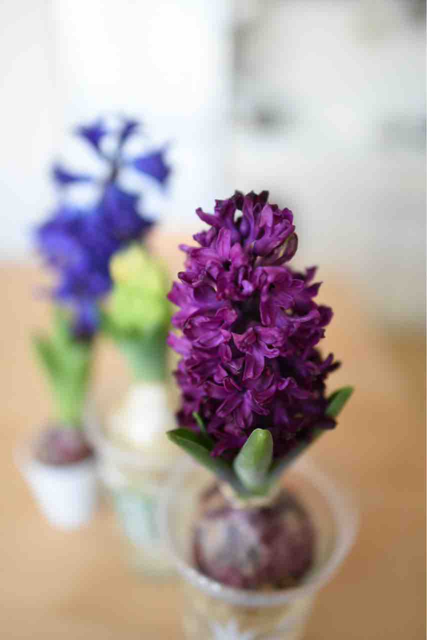 ヒヤシンスが咲きました その2 食生活日記