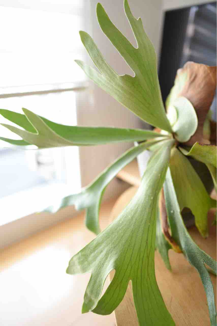 コウモリランの植え替え 食生活日記