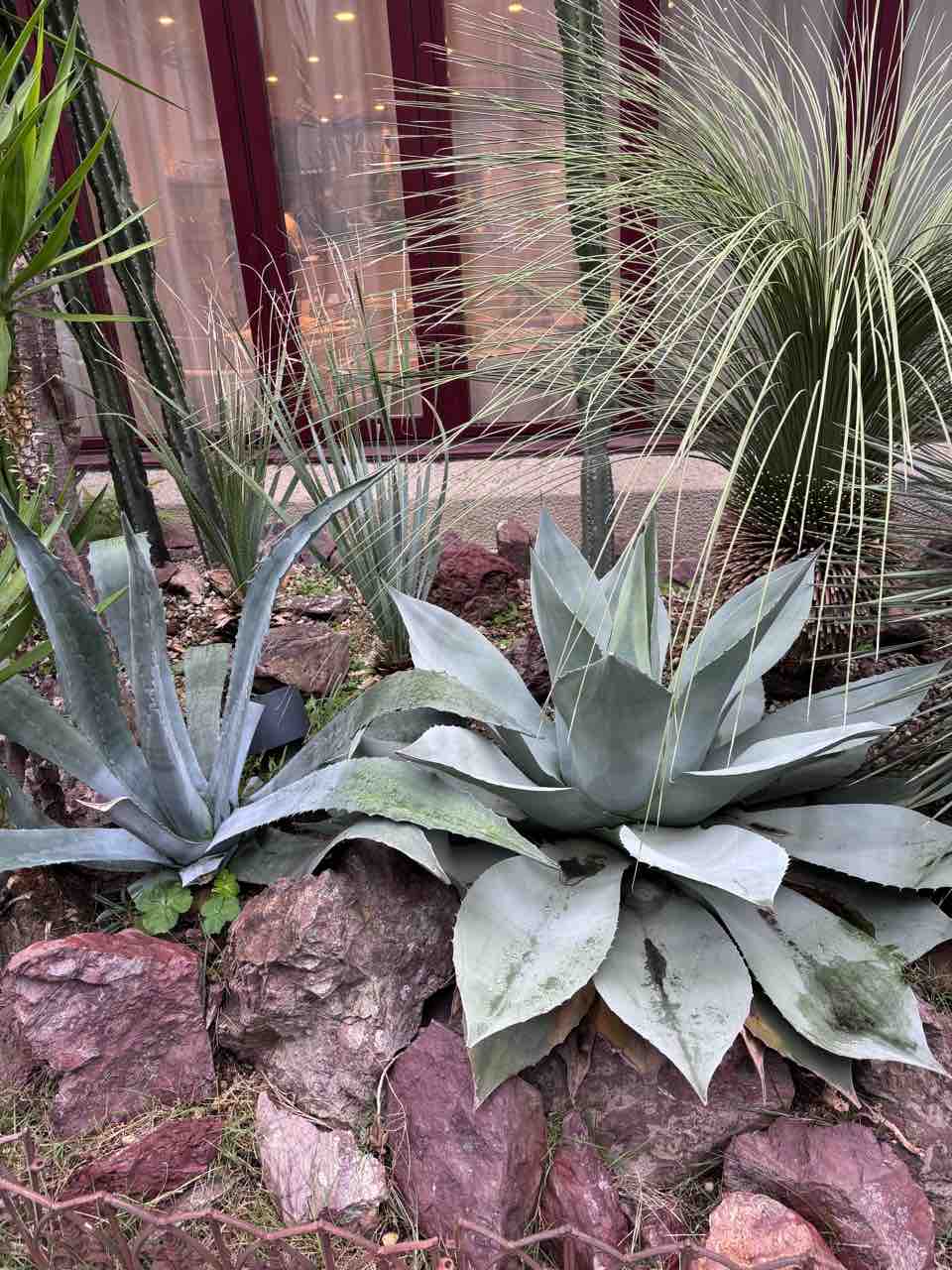 アガベフランゾシニー