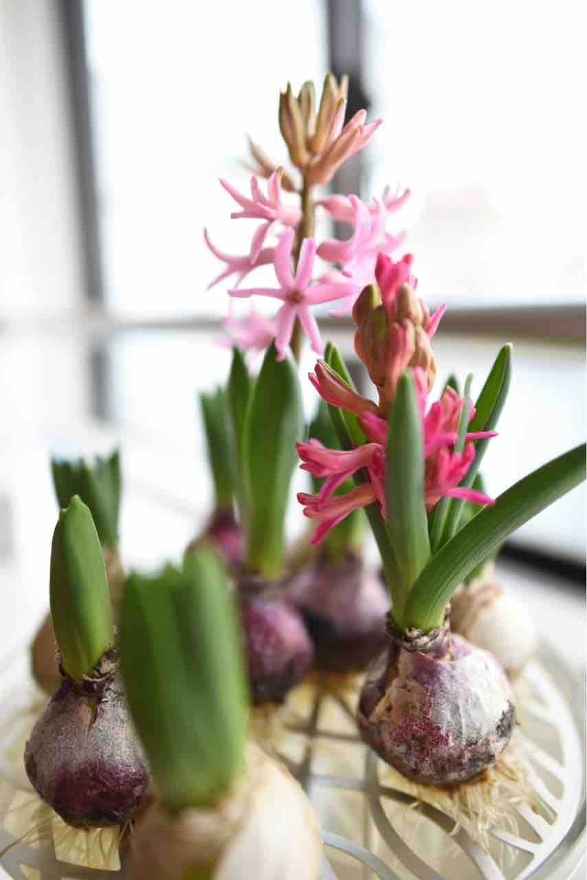 ヒヤシンスが咲き始めました 食生活日記