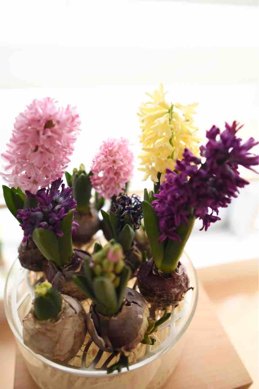 ヒヤシンスが咲き誇っています その2 食生活日記