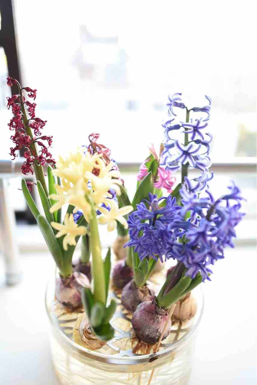 ヒヤシンスが満開です 食生活日記