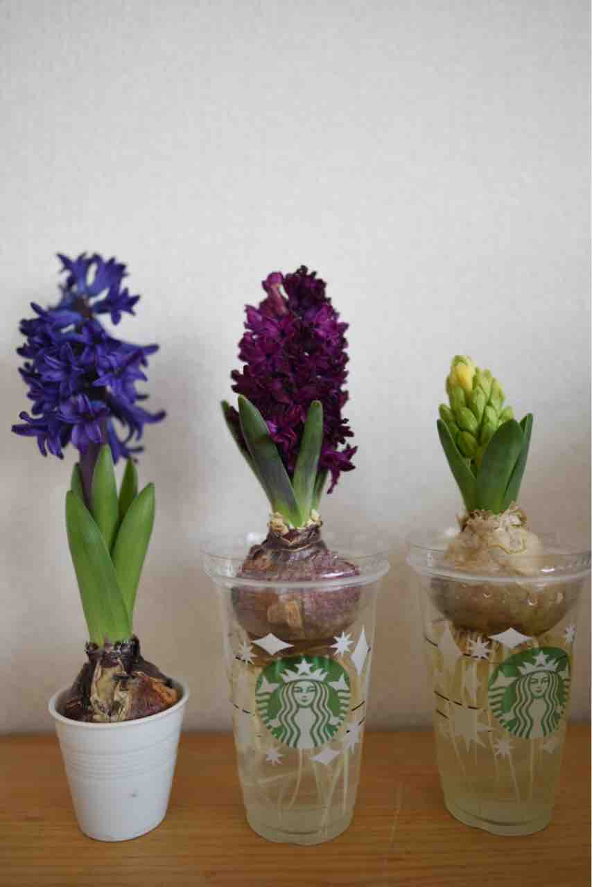 水栽培ヒヤシンスの咲く様子まとめ 食生活日記
