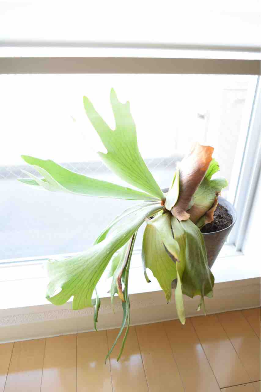 コウモリランの植え替え 食生活日記