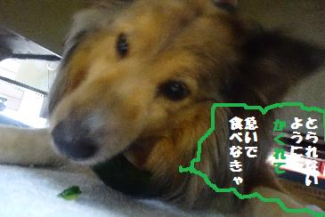 2ひゅうきゅうりその