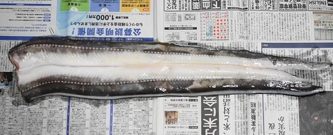 20180815h
