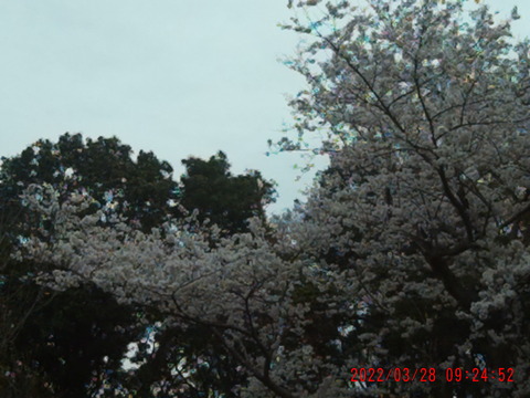 2022_0328_092453_006大池横そめい
