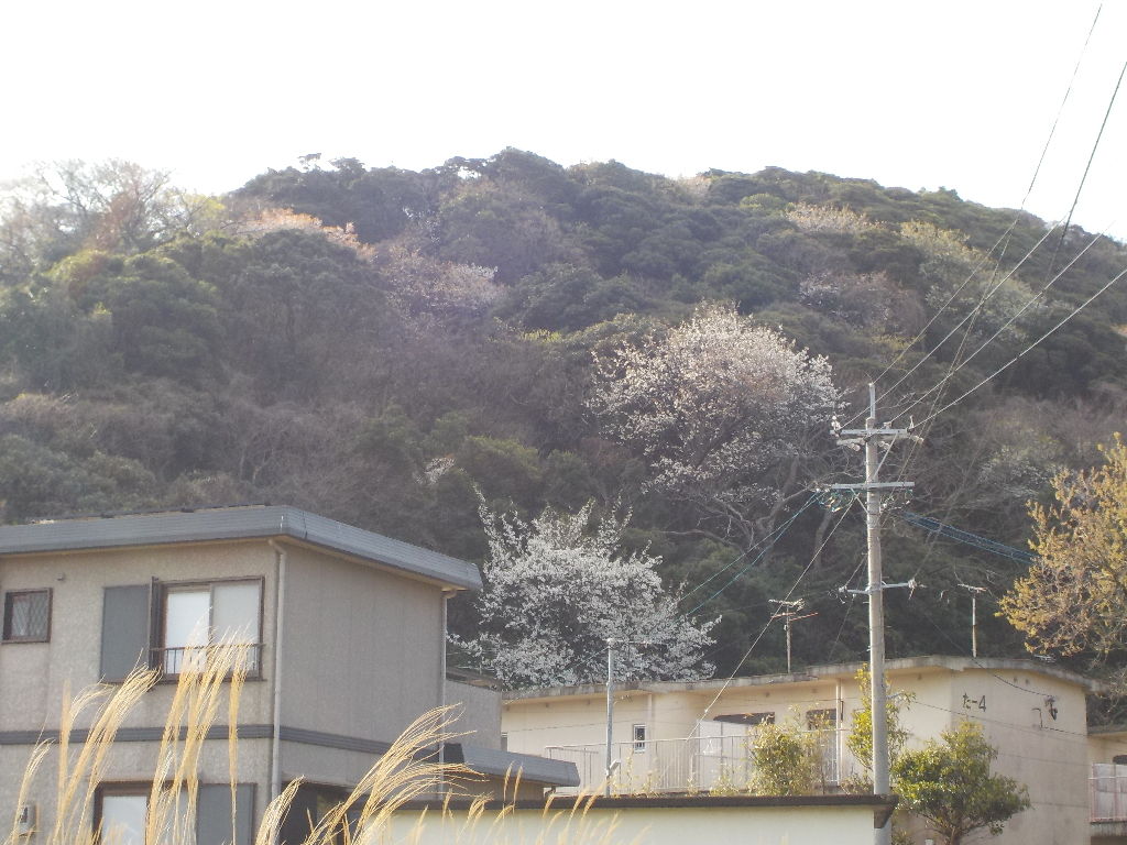 イメージ 5