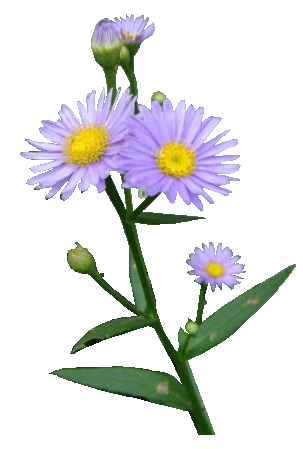 花の透過 ブル デ ジ 紫苑 大吉 なごみ 花紀行 きいちゃんの花だけの花の写真館 花の透過 ブル デ ジ 紫苑 大吉 なごみ 花紀行 きいちゃんの花だけの花の写真館
