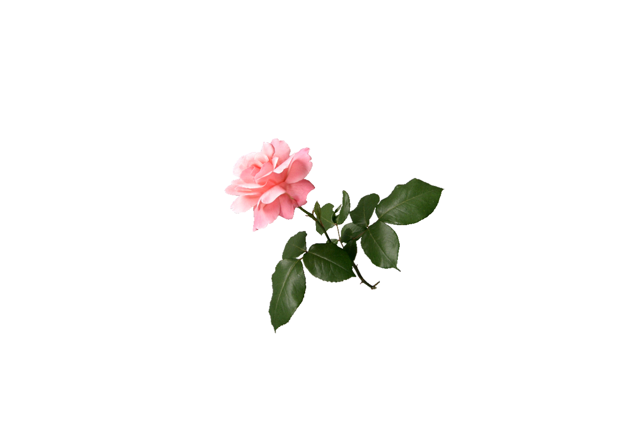 花の透過 四季咲きのばら 大吉 なごみ 花紀行 きいちゃんの花だけの花の写真館 花の透過 四季咲きのばら 大吉 なごみ 花紀行 きいちゃんの花だけの花の写真館