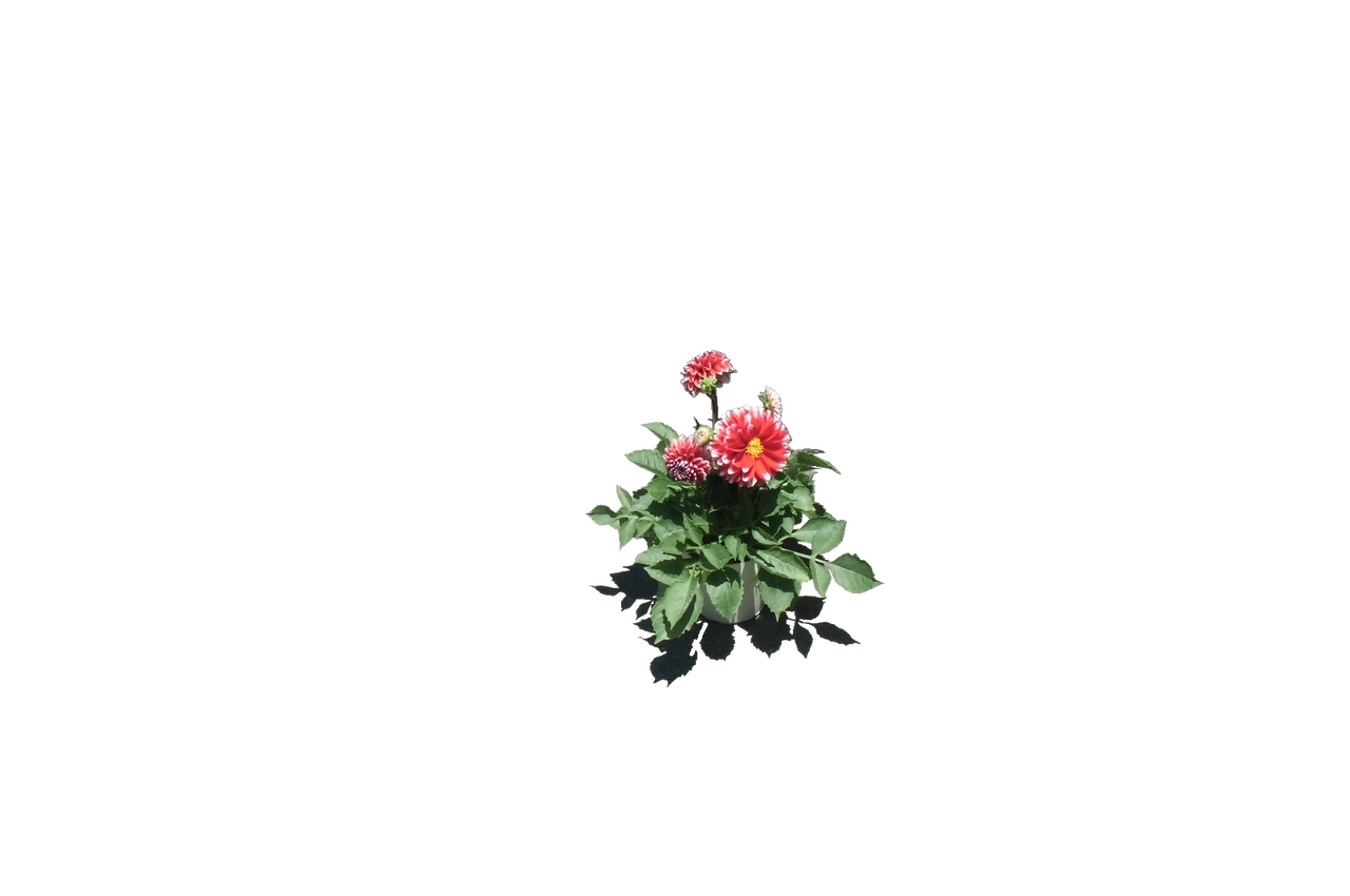 ダリア 大吉 なごみ 花紀行 きいちゃんの花だけの花の写真館 ダリア 大吉 なごみ 花紀行 きいちゃんの花だけの花の写真館