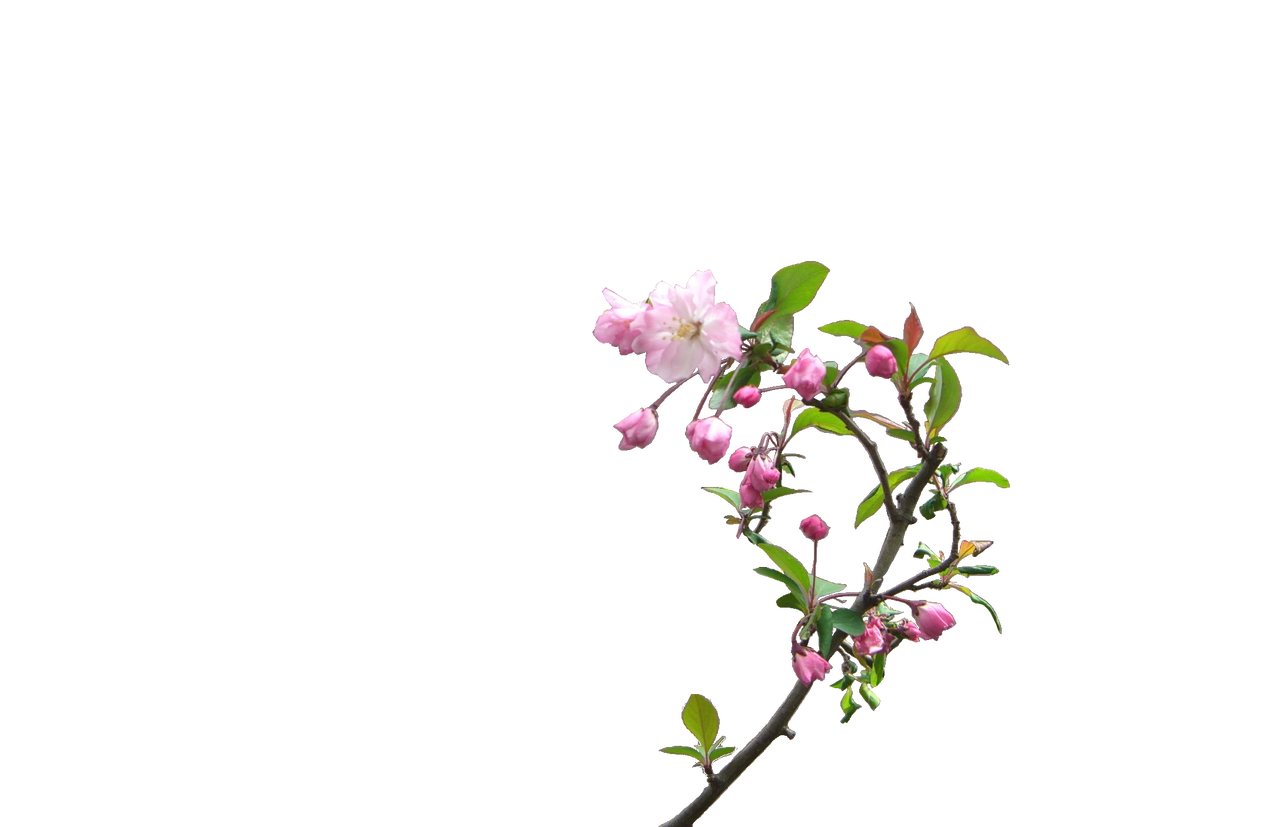花の透過 花かいどう 大吉 なごみ 花紀行 きいちゃんの花だけの花の写真館 花の透過 花かいどう 大吉 なごみ 花紀行 きいちゃんの花だけの花の写真館