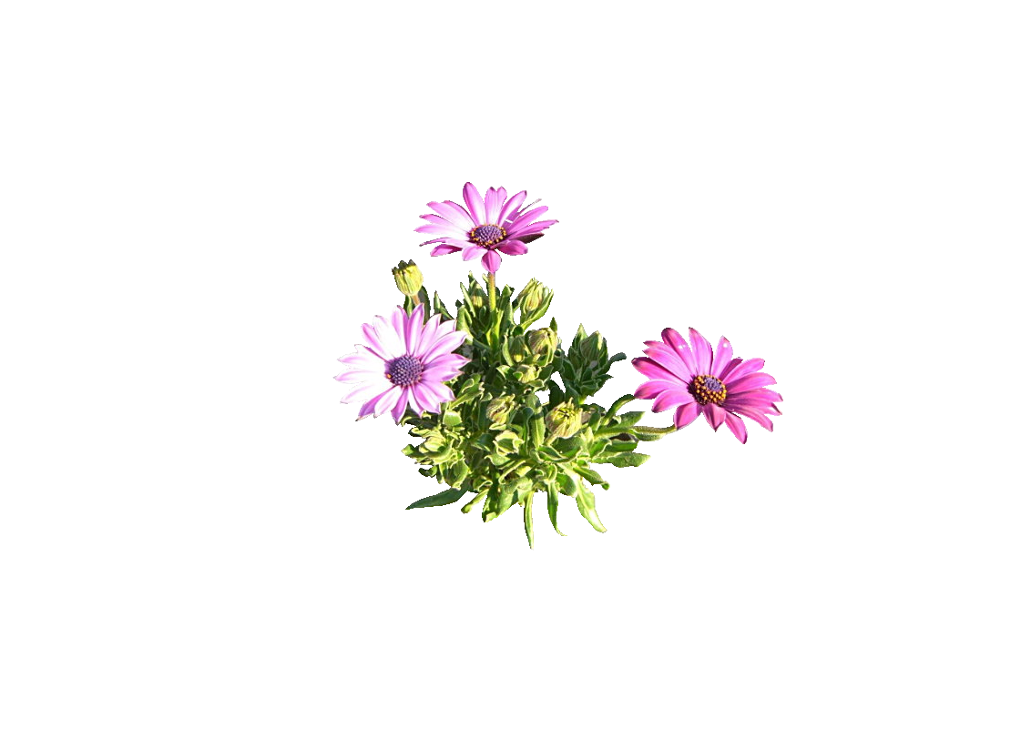 花の透過 オステオスペルマム 大吉 なごみ 花紀行 きいちゃんの花だけの花の写真館
