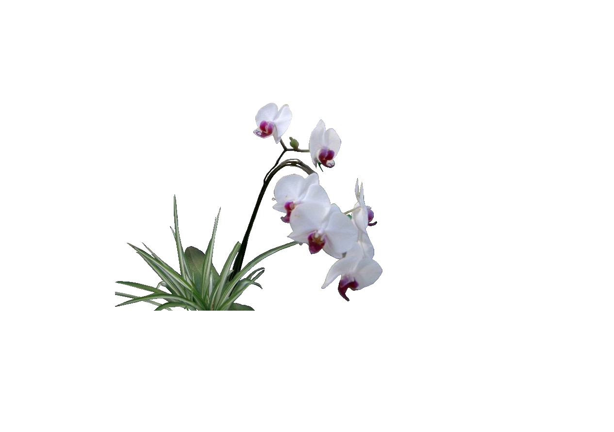花の透過 ラン 大吉 なごみ 花紀行 きいちゃんの花だけの花の写真館 花の透過 ラン 大吉 なごみ 花紀行 きいちゃんの花だけの花の写真館