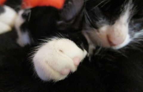 猫との生活 33 靴下猫と呼ばれる仔猫たちに癒される日々を過ごして 風をさがして 猫との生活 33 靴下猫と呼ばれる仔猫たちに癒される日々を過ごして 風をさがして