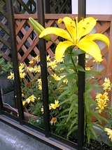 ����β֡�����