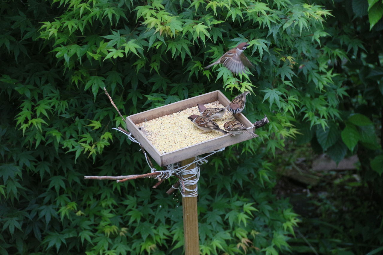 真空管ラジオシャープUL132の修理 : 真空管ラジオ修理キッシー工房
