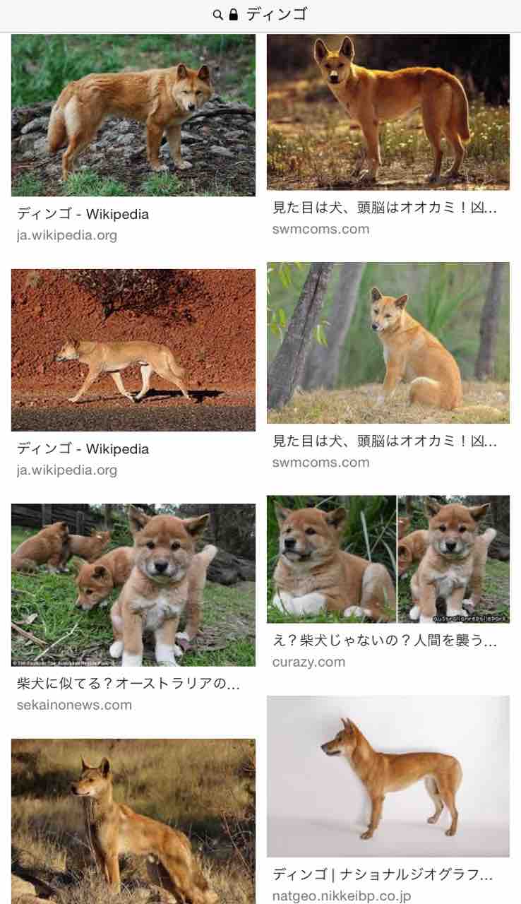 ザジとディンゴ キツネブログ ザジとディンゴ キツネブログ
