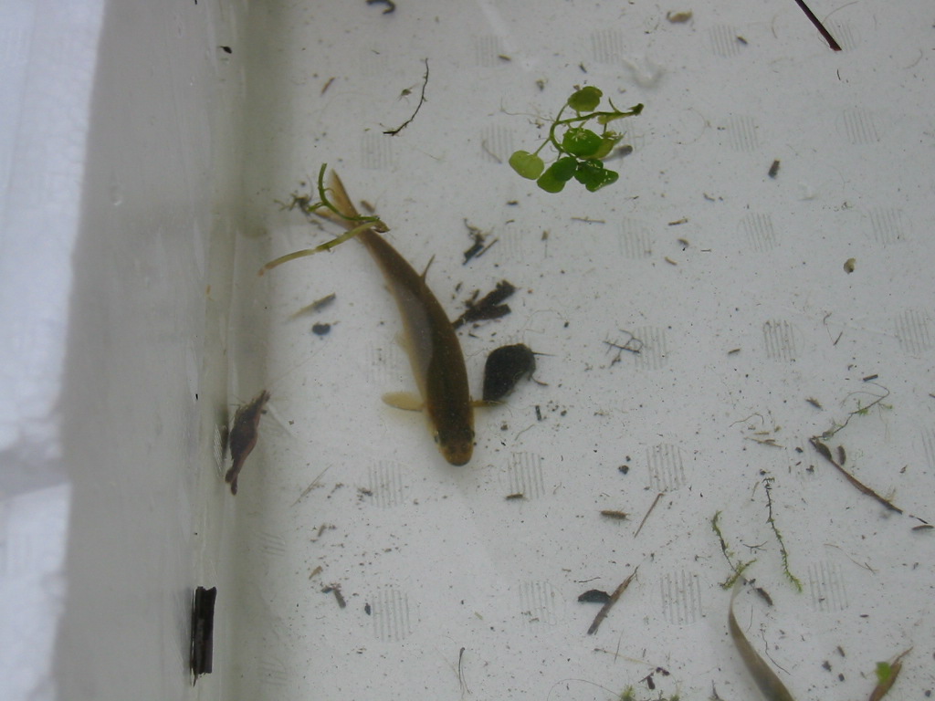 06 07 01 Pm 富士川水系支流 後編 静岡県淡水生物館