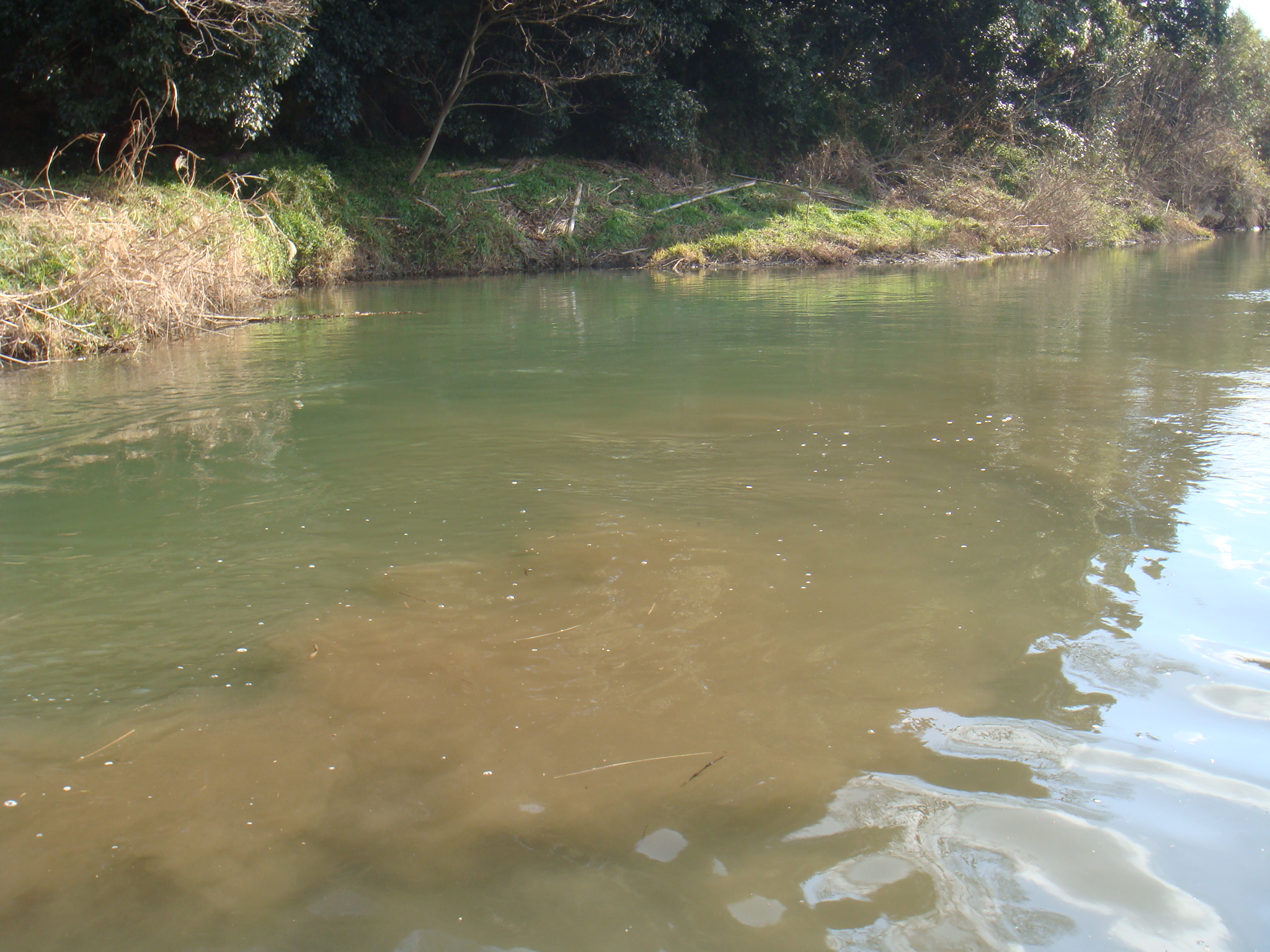 09 01 25 Pm 矢作川水系 静岡県淡水生物館