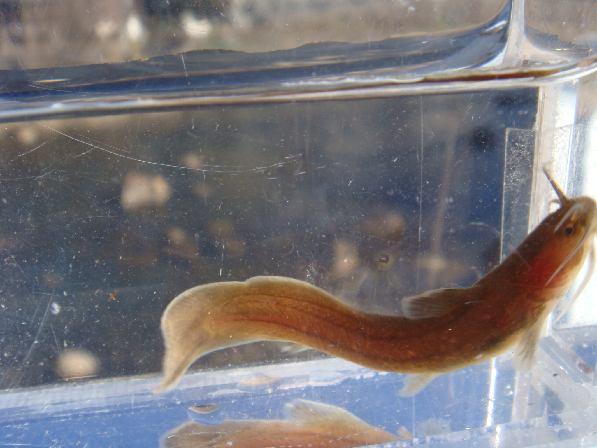09 02 01 Am 矢作川水系 静岡県淡水生物館