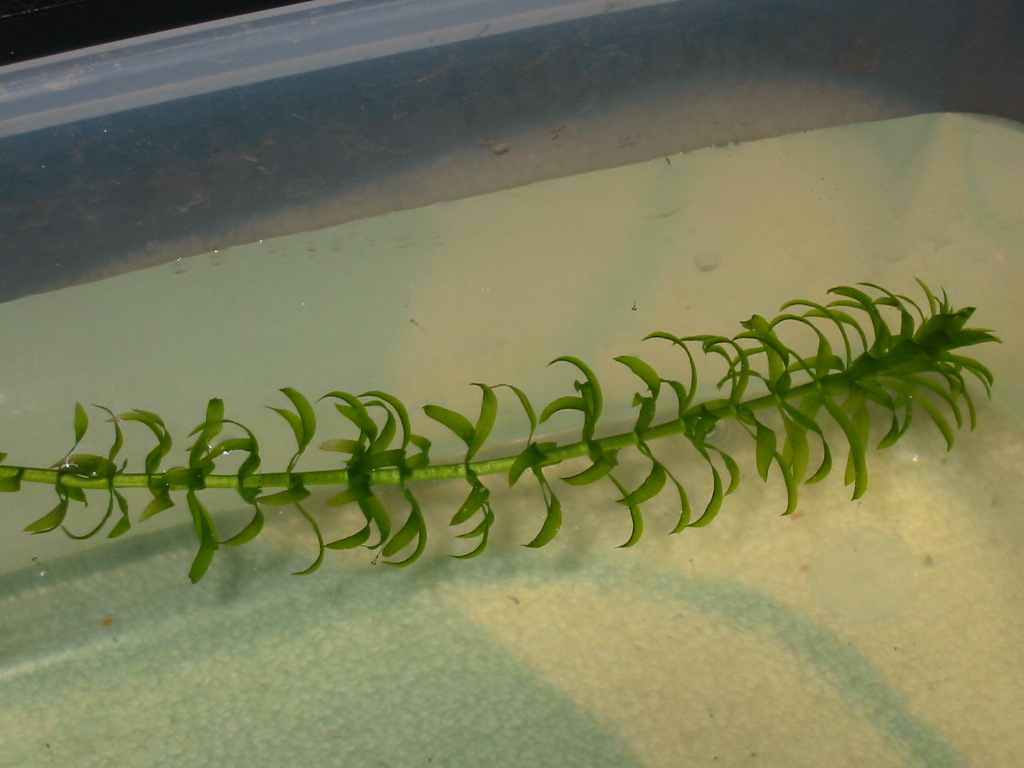 カワバタモロコ稚魚の様子 静岡県淡水生物館 カワバタモロコ稚魚の様子 静岡県淡水生物館