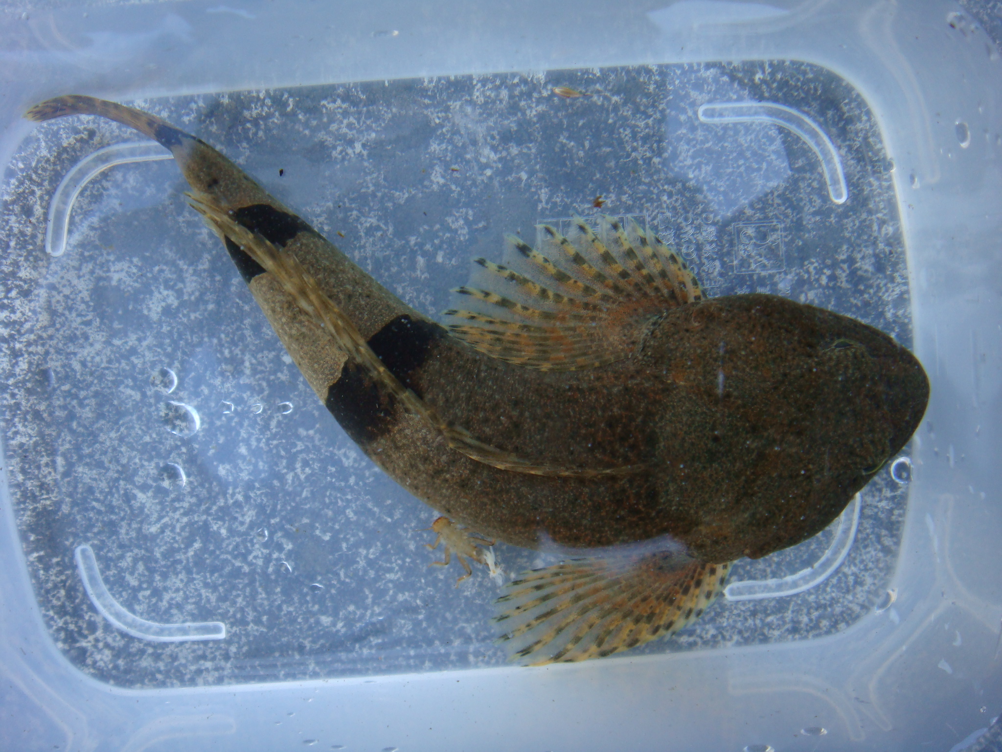 08 11 29 Pm 安倍川水系支流 静岡県淡水生物館